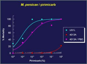 temporal synergism apreslabs